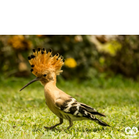 گونه هدهد Eurasian Hoopoe